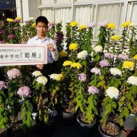 菊の花街角に彩り　勝浦中生栽培、市役所など