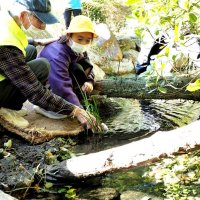 ホタルの幼虫放流