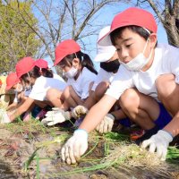 児童「おいしく育って」　白子・南白亀小　特産タマネギ苗植え