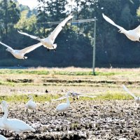 いすみ市の田んぼで越冬するコハクチョウ