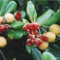 花は白から黄に変化　トベラ　川名興　【房総の草木虫魚】　（３８７）