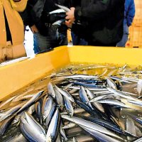銚子サンマ水揚げゼロ　１９５０年以降では初の事態　漁師ため息、漁船の燃料高騰も