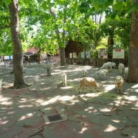 千葉市動物公園の「子ども動物園」３月に閉鎖　“さよなら”イベントも　跡地に森林ゾーン