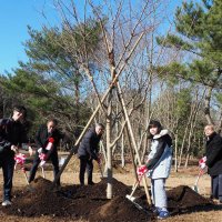 木更津　市制８０周年で鎌足桜植樹　児童らタイムカプセル埋設も