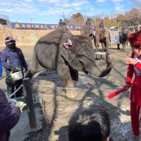 ゾウさんと鬼退治　節分「豆まき」　きつねダンスで福招きも　市原ぞうの国