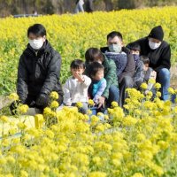 菜の花畑突き進む「ドクターイエロー」　終着駅は早春の鴨川　「菜な畑ロード」オープン