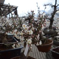 春告げる梅の盆栽　みのりの郷東金