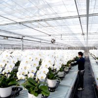 胡蝶蘭栽培にＩＣＴ　同一規格の大量生産強み　グランブーケ大多喜　（大多喜町）　【ちばの元気企業】