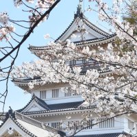 ついに桜の季節！千葉県内「おすすめ花見スポット」は？ １位は同数で「城跡の名所」がランクイン！