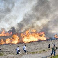 希少野鳥の生息地、「ヨシ焼き」で環境改善　利根川下流域、東庄中生徒も参加