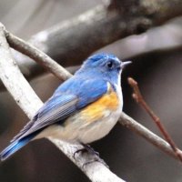 瑠璃色の背が歌人魅了　ルリビタキ　成田篤彦　【房総の草木虫魚】　（３９４）