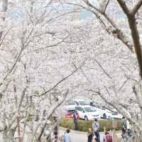 城下彩る満開の桜　ソメイヨシノ５００本が見頃　館山・城山公園