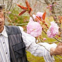 癒やしの庭に八重桜　斎藤さん宅、ツツジも　大多喜