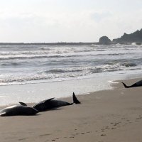 波打ち際に打ち上げられたイルカ（一宮町提供）
