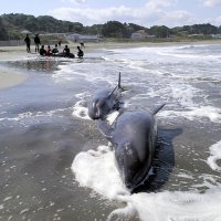 ＜一宮・いすみにイルカ３０頭打ち上げ＞水温、風向き原因か　専門家指摘　過去にも事例