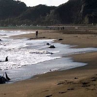 波打ち際に打ち上げられたイルカ（一宮町提供）
