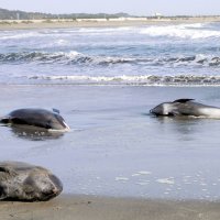 砂浜に打ち上げられたイルカ＝４日午前７時２０分ごろ、いすみ市の太東海岸
