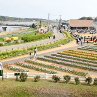 観光浮揚問われる成果　災害などリスク管理も焦点　【佐倉市の課題　４・２３市長選】
