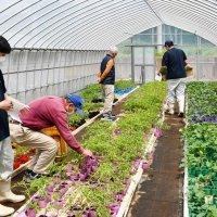 生徒が育てた苗販売　野菜や花、１７種安価に　多古高の農場、２５日まで