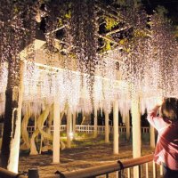 甘い香り、優美な姿…　銚子でフジの花見頃　夜間ライトアップも　樹齢７５０年超、京都御所から移殖