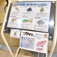 魚紹介「ギョ名板」登場　イラストはさかなクン　渚の駅たてやま・海辺の広場