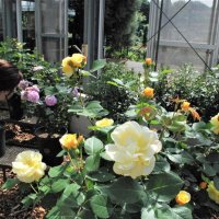 園内では５月の開花ピークに先駆けて早咲きの「アーリーローズ」がお出迎え
