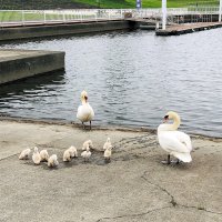 マリーナの岸辺で過ごすハクチョウの親子＝香取市（水の郷さわら提供）