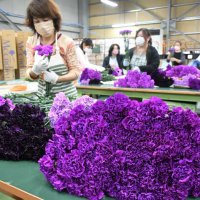 青いカーネーション　母の日前に出荷ピーク　５０万本、芝山から全国へ