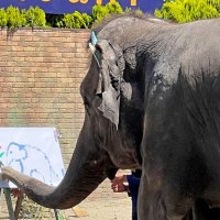 １６歳の誕生日に、カーネーションとゾウの絵を描く「ゆめ花」＝３日、市原市の「市原ぞうの国」
