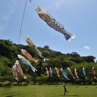 青空悠々こいのぼり　館山・城山公園　芝生広場など８０匹、７日まで