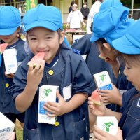 八街　初物スイカ「おいしいね」　ＪＡ提供、園児が試食