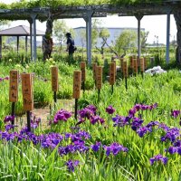 初夏告げるハナショウブ　あやめ祭り開幕　香取・水郷佐原あやめパーク　６月は「嫁入り舟」も