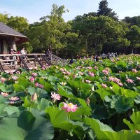 大賀ハス開花の６月に　イベント　昼「まつり」１７日から　夜「ＹｏｈａＳ」９、１０日　千葉市・千葉公園