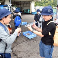 魚選別や入札に挑戦　足立区の小学生が仕事学ぶ　鋸南・保田漁港