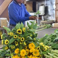 「西岬のひまわり」の出荷作業を進める生産者の西郷さん＝１３日、館山市