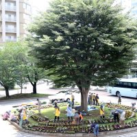 我孫子駅前に苗８６８鉢植栽　公募の花壇デザイン「総選挙」　ＡＫＢ会