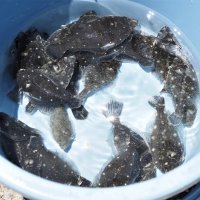 放流に適した８センチほどに成長したヒラメの稚魚