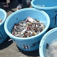 地引き網で取れた魚