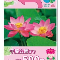 千葉駅－千葉公園　大賀ハスが“案内”　市内６カ所に路面シート　開花時期に合わせ