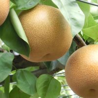 特産「高級品」梨 ネットで注文を　７月から２１００箱限定　ブランド力向上へ販売　鎌ケ谷市