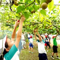 児童「おいしい梨になあれ」　いすみ古沢小学校の木で摘果体験