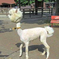 アルパカ、モコモコ姿から激変　夏本番向け毛刈り、涼しげスタイル　爪や歯のお手入れも　市川市動植物園