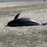 千葉市の海岸に死んだスナメリ　体長１・９メートル　大雨の影響か