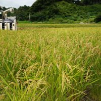 梅雨明け前に黄金色の実り　いすみで超早場米収穫 　「粒もよく、いい出来」
