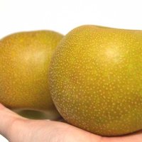 初出荷を迎えた船橋の梨＝２１日、船橋市