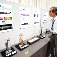 勝浦沖のキンメ場の魚３０種をパネルと標本で紹介する海の博物館の収蔵資料展＝勝浦市