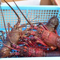 勝浦、夏休みに漁師体験　イセエビ水揚げ、間近で　魚介類“お土産”も　９月１０日まで