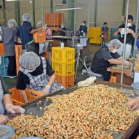 ゆで用落花生が出荷シーズン「今年も十分な出来」　レトルト製品の原料に　銚子
