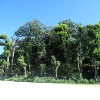 「将門愛」あふれる里　大野城（市川市）【一度は訪れたい　郷土の古城】（７）