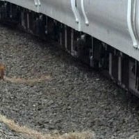 成田エクスプレスにはねられ男性死亡　ＪＲ都賀駅